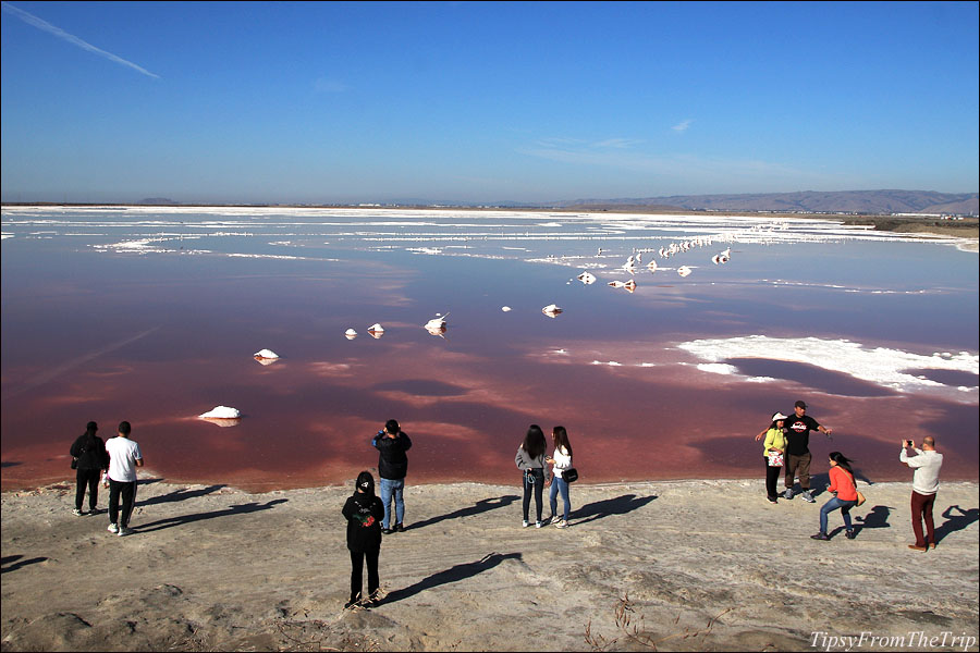 Seen a Pink Pond yet? 
Alviso Marina County Park and a Salt Pond with some pink water! 