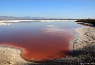 Pinkish Salt Pond from the Alviso Slough Trail