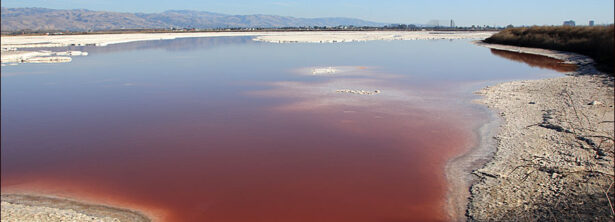 Pinkish Salt Pond from the Alviso Slough Trail