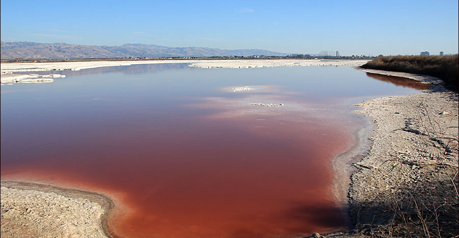 Pinkish Salt Pond from the Alviso Slough Trail