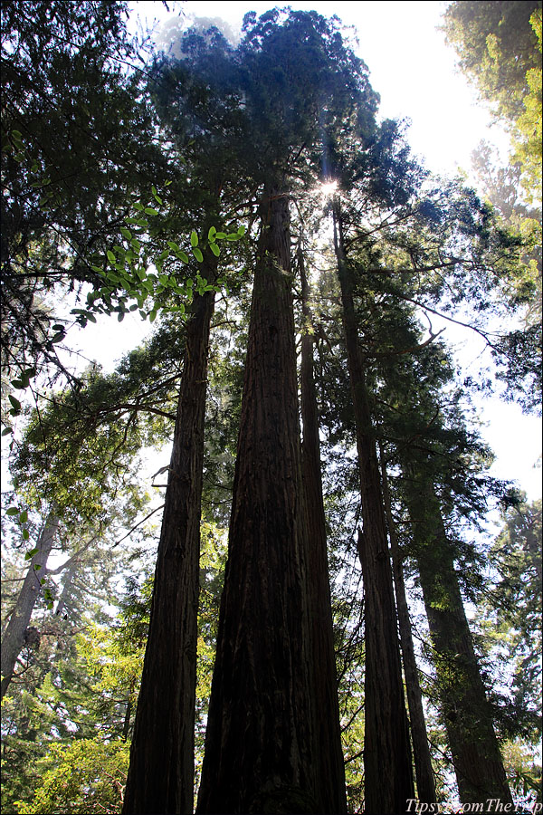 Older Coast Redwoods 