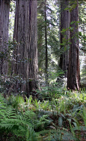 Redwood Forests