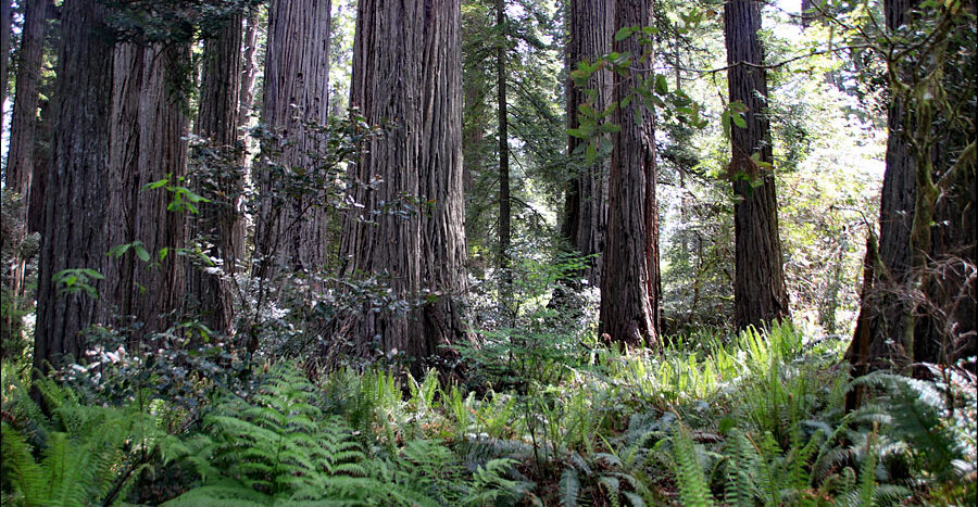 Redwood Forests