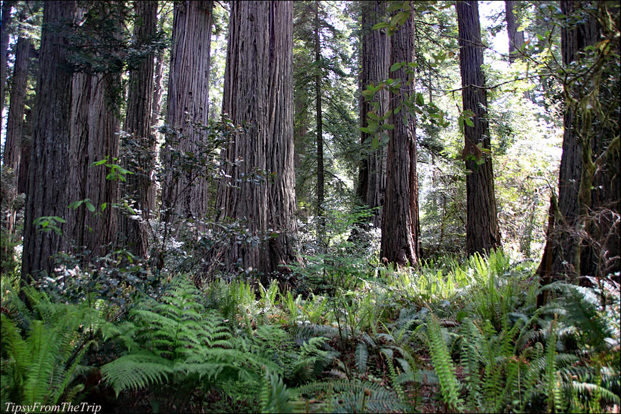 Redwood National Park, California 