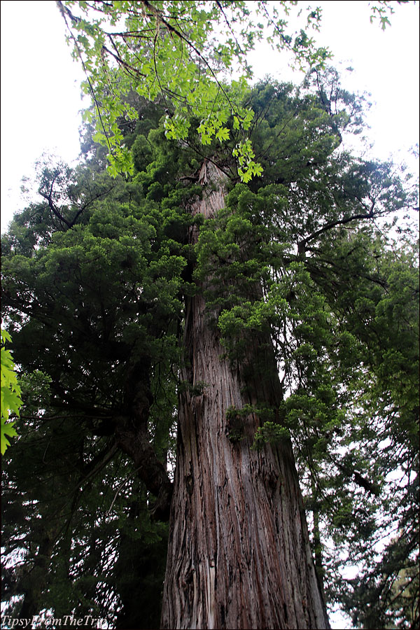 Big Tree - Coast Redwood 