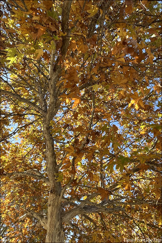 Fall foliage in MH, CA