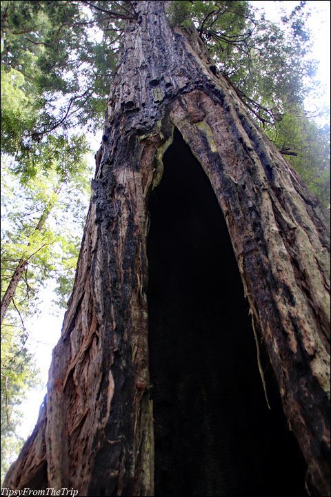 Burnt redwood tree
