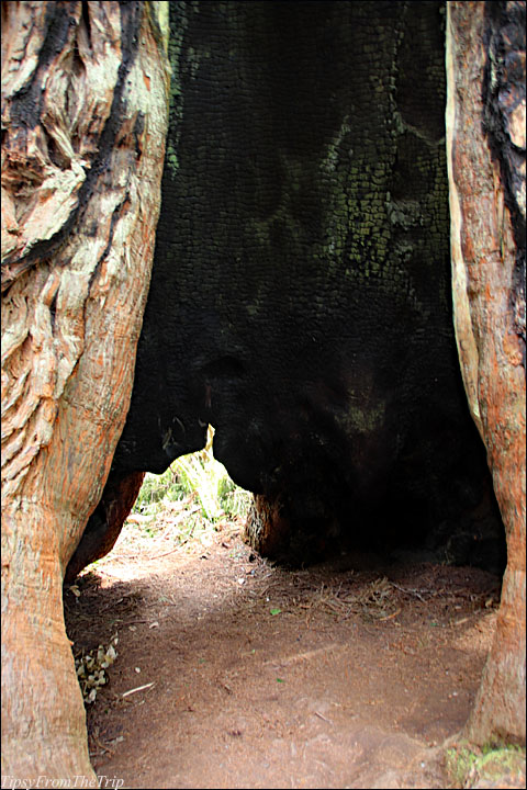the inside of a tree that was hollowed by a fire. 