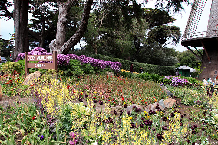 Queen Wilhelmina Tulip Garden, San Francisco, Ca 
