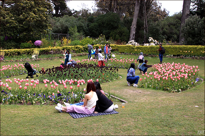 Queen Wilhelmina Tulip Garden, San Francisco, Ca 