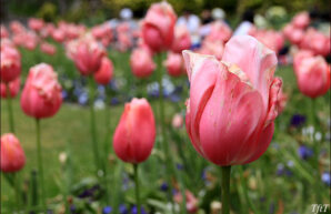 Queen Wilhelmina Tulip Garden, San Francisco