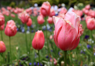 Queen Wilhelmina Tulip Garden, San Francisco