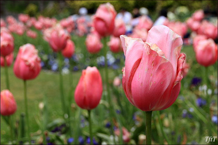 Have you visited Queen Wilhelmina Tulip Garden, yet?