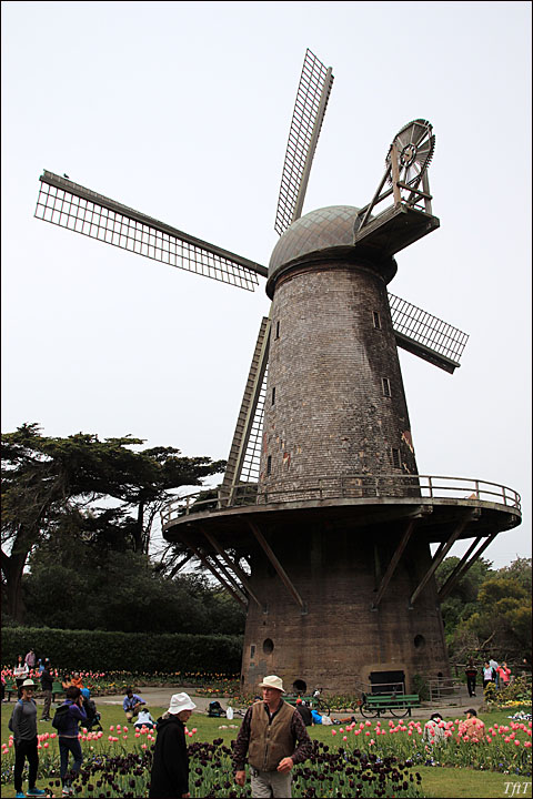 The Dutch Windmill at Golden Gate Park