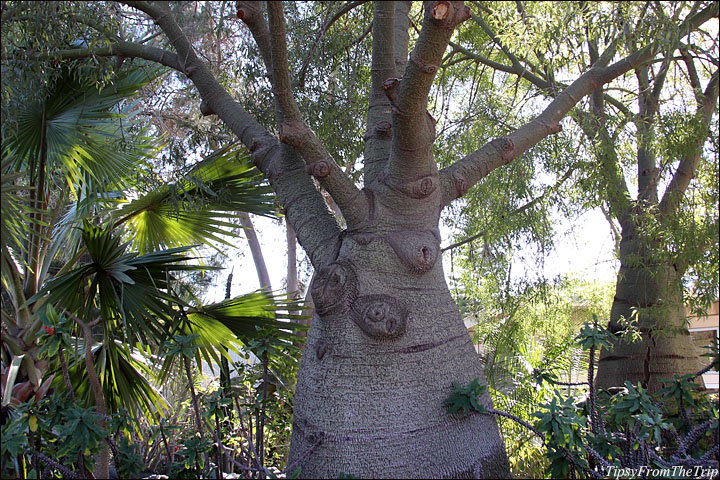 Queensland Bottle Tree