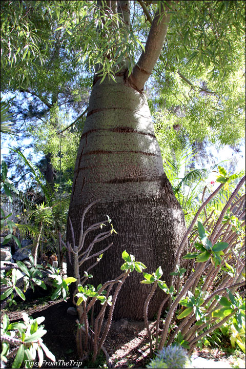 Queensland Bottle Tree, San Diego, Ca