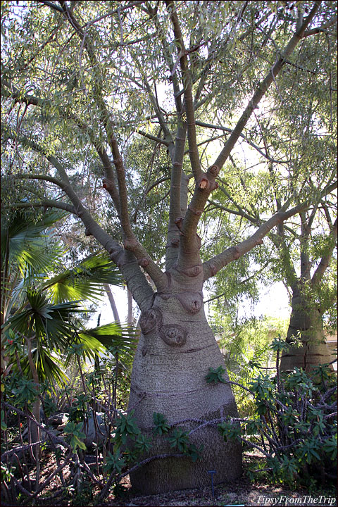 Queensland Bottle Tree, San Diego, California. 