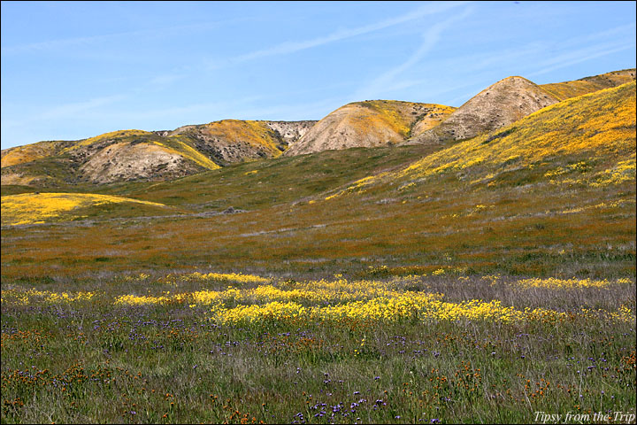 Temblor Range