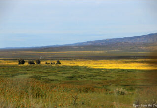 Wildflowers in the plains