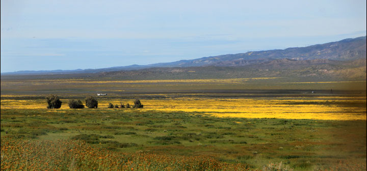 Wildflowers in the plains