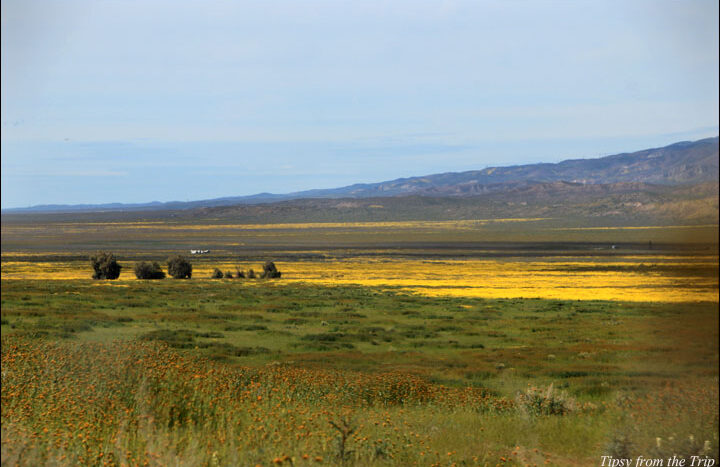 Wildflowers in the plains