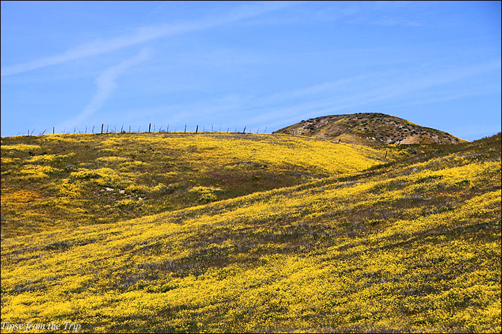 Carizzo Plain National Monument - spring 