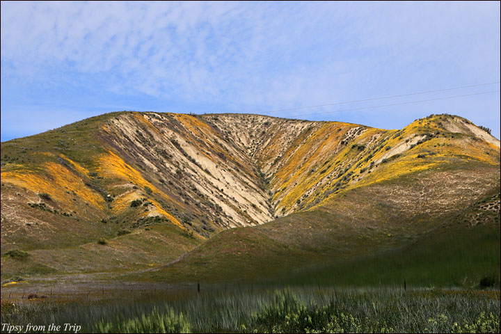 Wildflower Superbloom, Carizzo Plain, California 