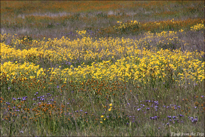 Wildflower Superbloom at Carizzo Plain National Monument