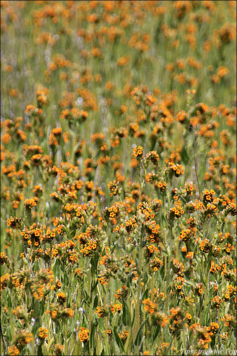 Wildflower Superbloom in CA 