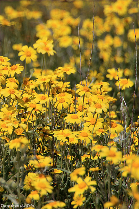 Wildflower Superbloom in CA 