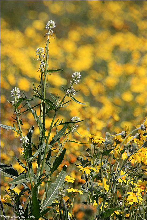 Wildflower Superbloom in CA 