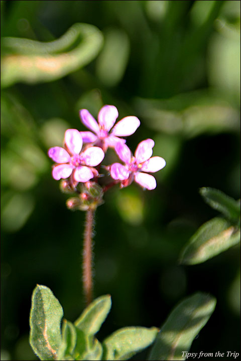 Wildflowers 