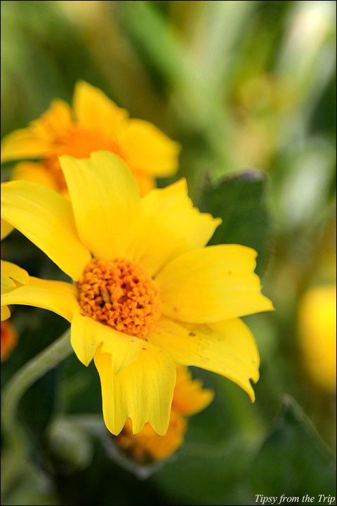 Wildflowers 