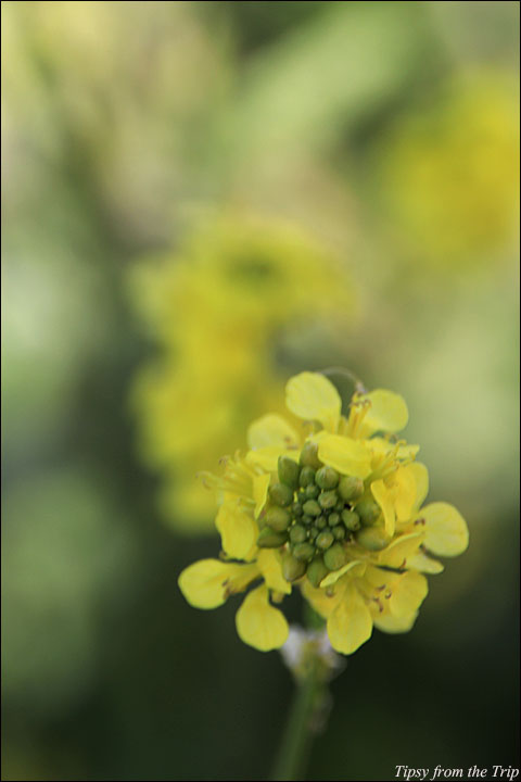 Wildflowers 