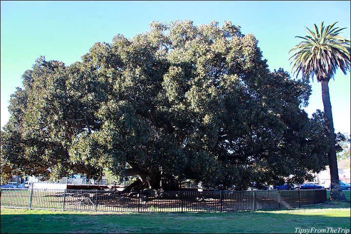 Moreton Bay Fig Tree, San Diego 