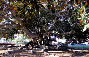 Moreton Fig Tree, San Diego