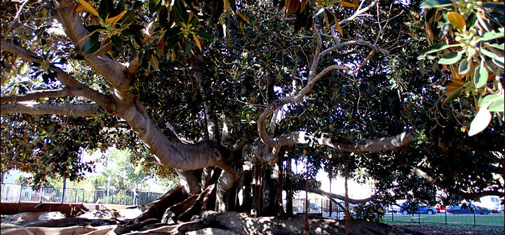 Moreton Fig Tree, San Diego