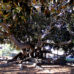 Moreton Fig Tree, San Diego