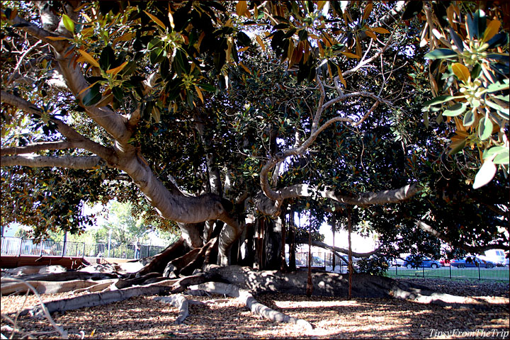 Moreton Bay Fig Tree - San Diego's Pride 