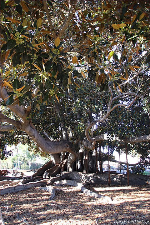 Moreton Bay Fig Tree -- A majestic living landmark 