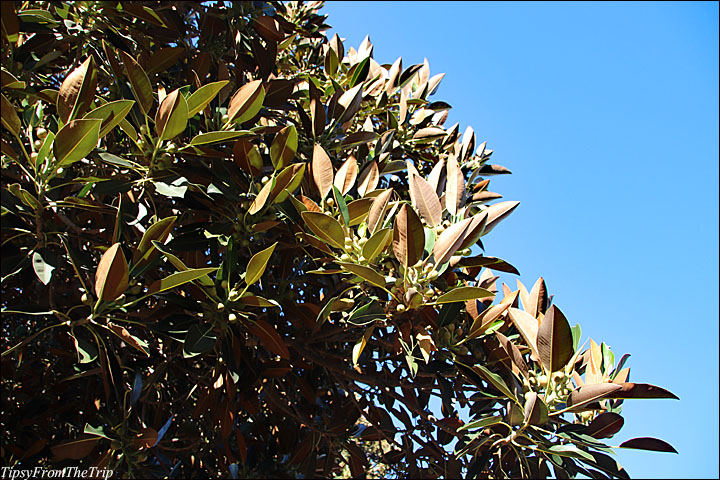 (Moreton Bay Fig) 