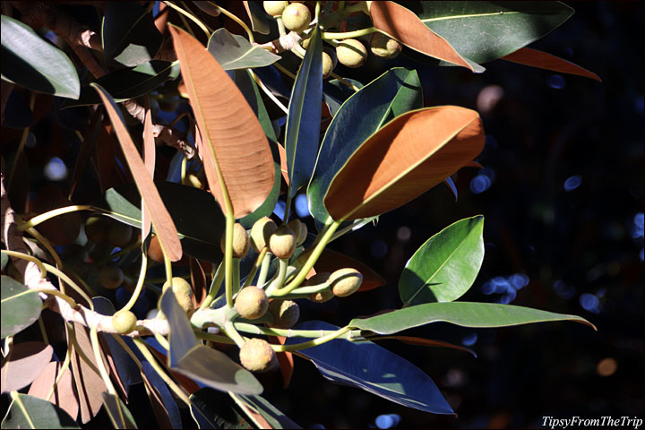 Figs and fig leaves 