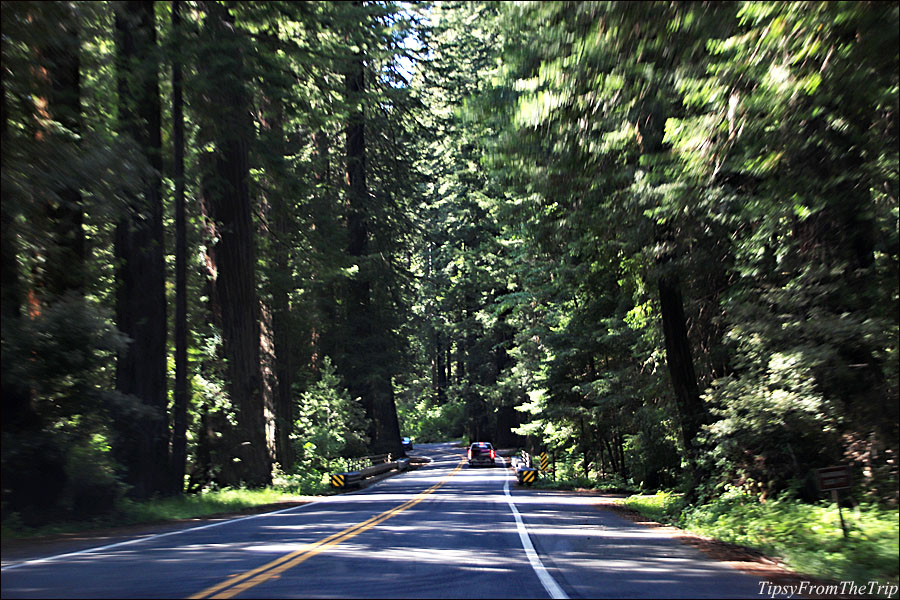 Scenic Redwood Routes