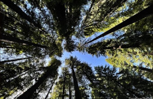 Coast Redwoods - California