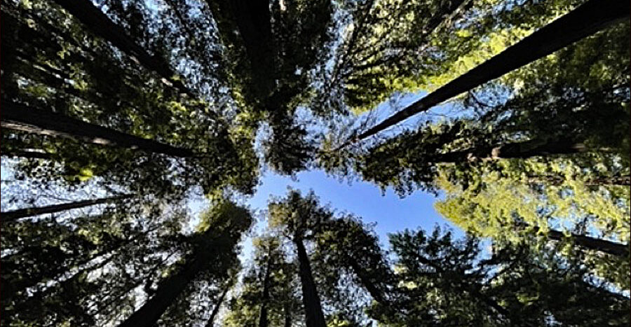 Coast Redwoods - California