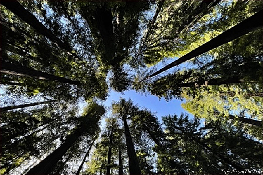 Coast Redwoods