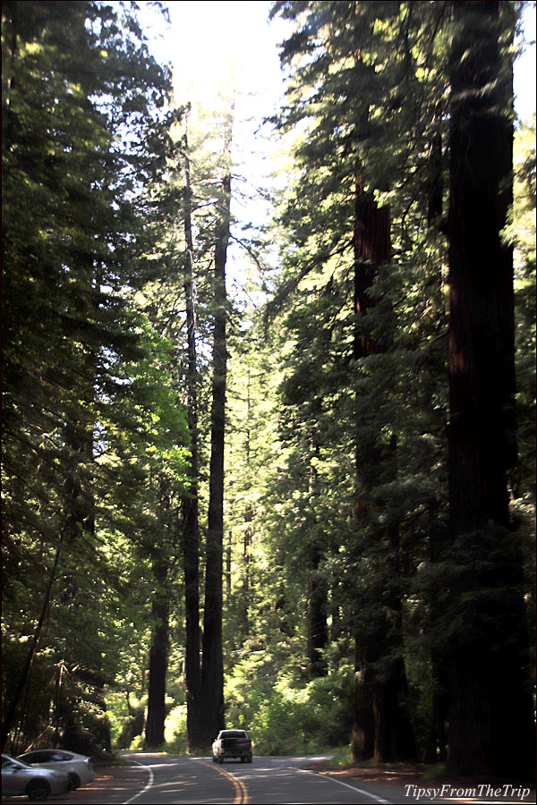 Avenue of the Giants, California