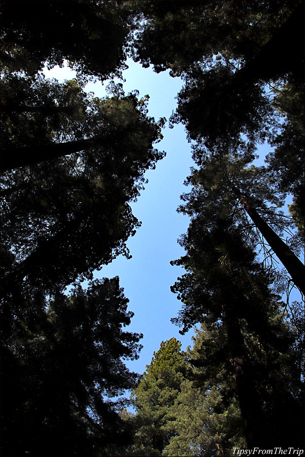 Redwoods of the Avenue of the Giants, California