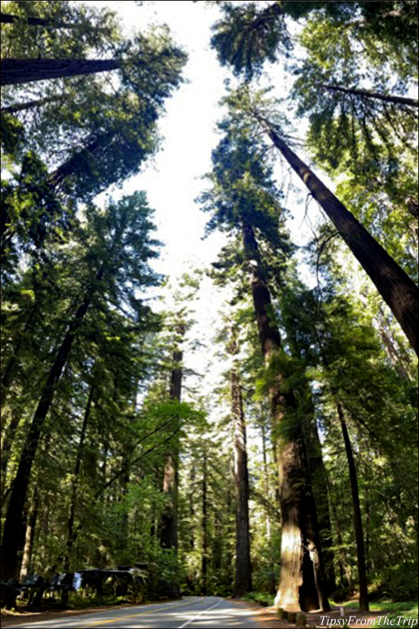 Avenue of the Giants, California