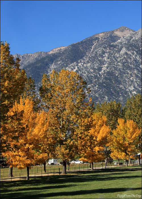 Fall colors along NV88 - Hope Valley 